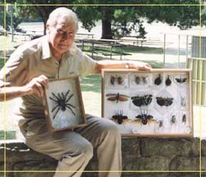 Display of butterflies and insects which can be found at the butterfly museum